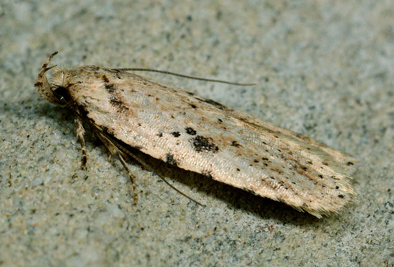 3 Elachistidae - Agonopterix arenella